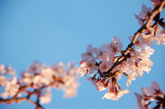 夜桜爛漫