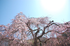 春枝垂れ
