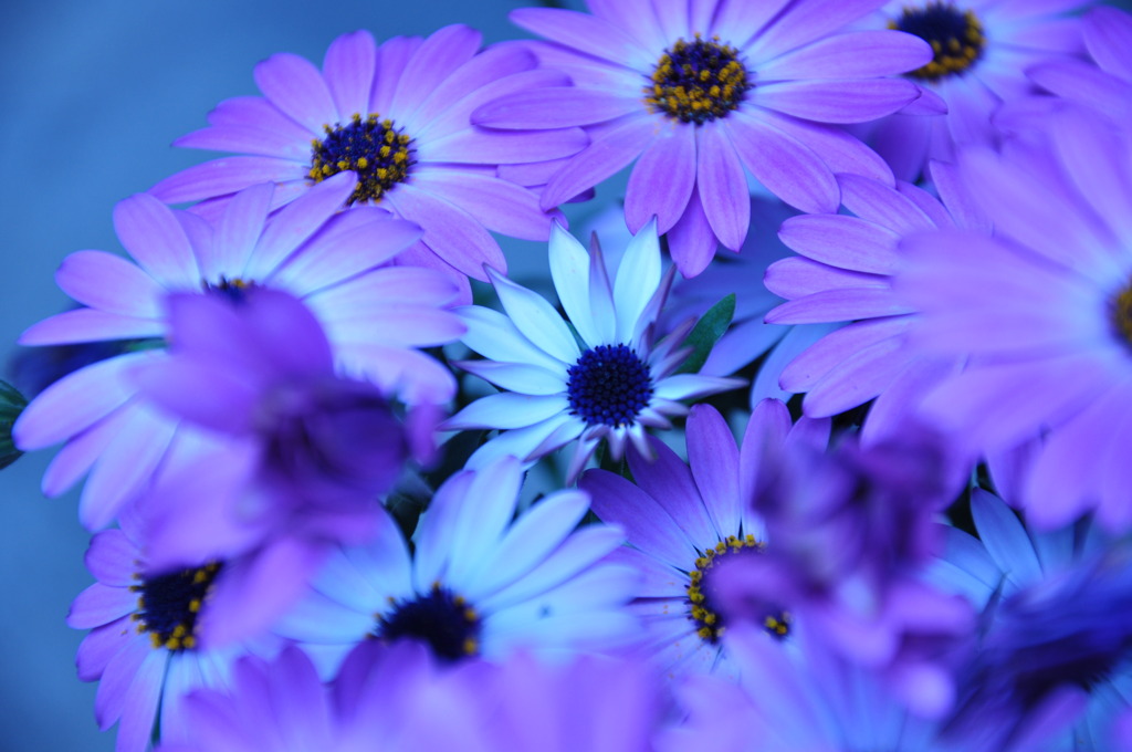 ＢｌｕｅＦｌｏｗｅｒ