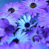 ＢｌｕｅＦｌｏｗｅｒ