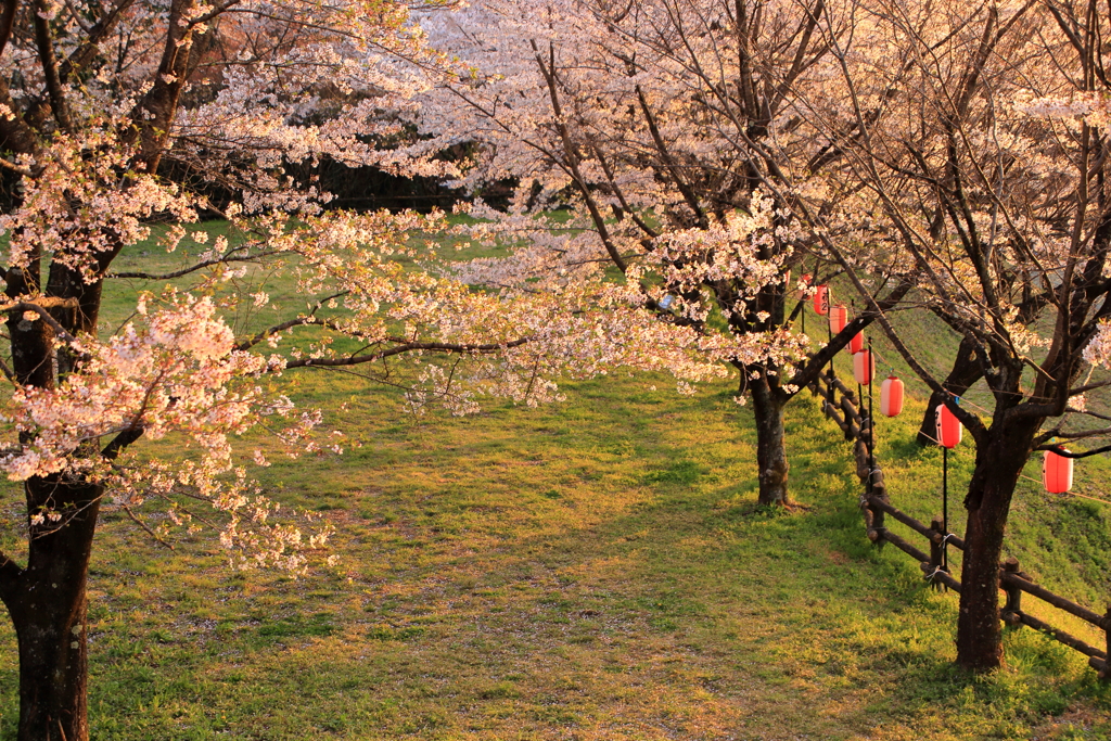 夕暮れの桜