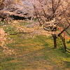 夕暮れの桜