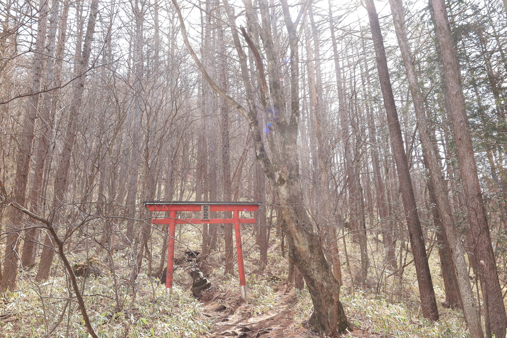 森の鳥居