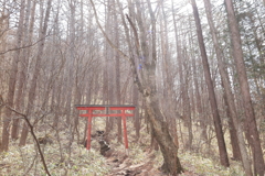 森の鳥居