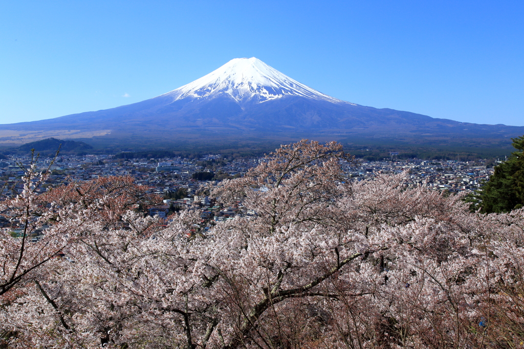 富士と桜