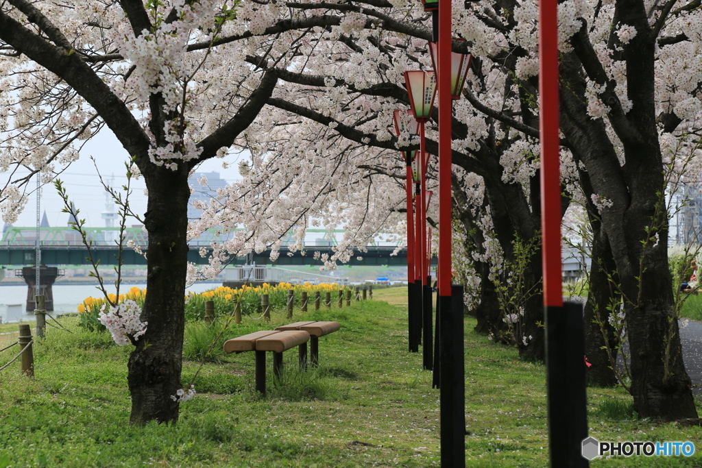 2017年の桜　7