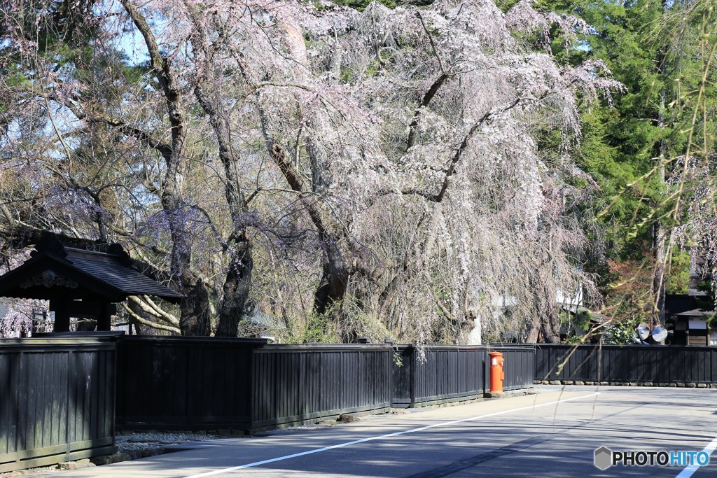 2017年の桜　9