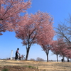 春うらら