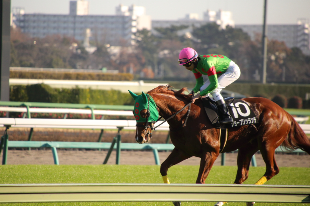 Chestnut