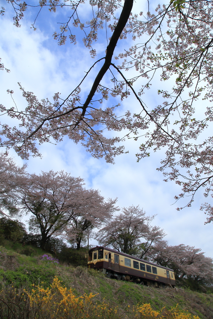 わ鉄の桜