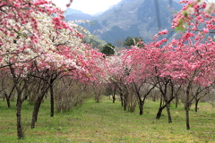 花桃園