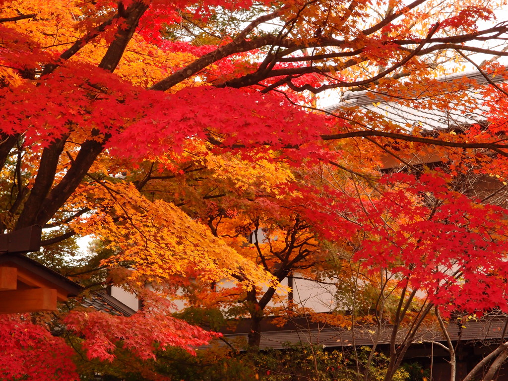 colored maple