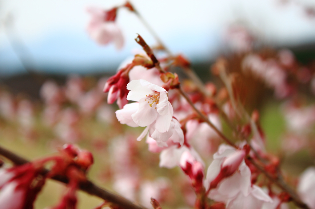 嬬恋の桜