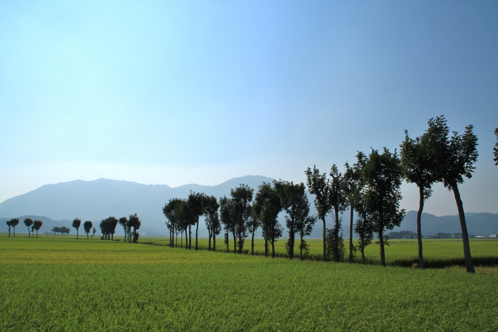 はさ木の田園風景