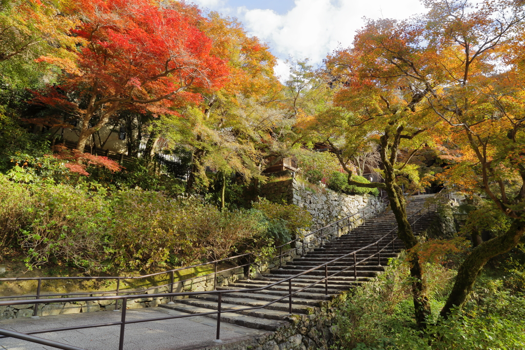錦に染まる長谷寺
