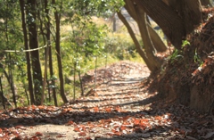 落ち葉の小路