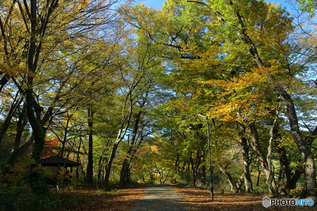 紅葉の道