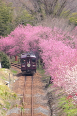 花の香る線路