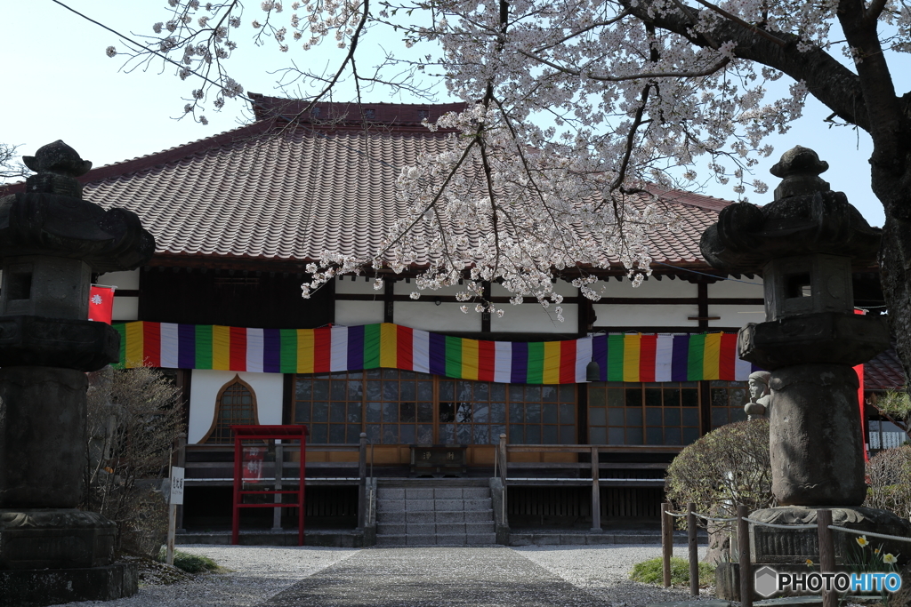 桜の境内