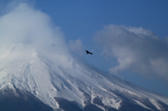 鳥になってみたい