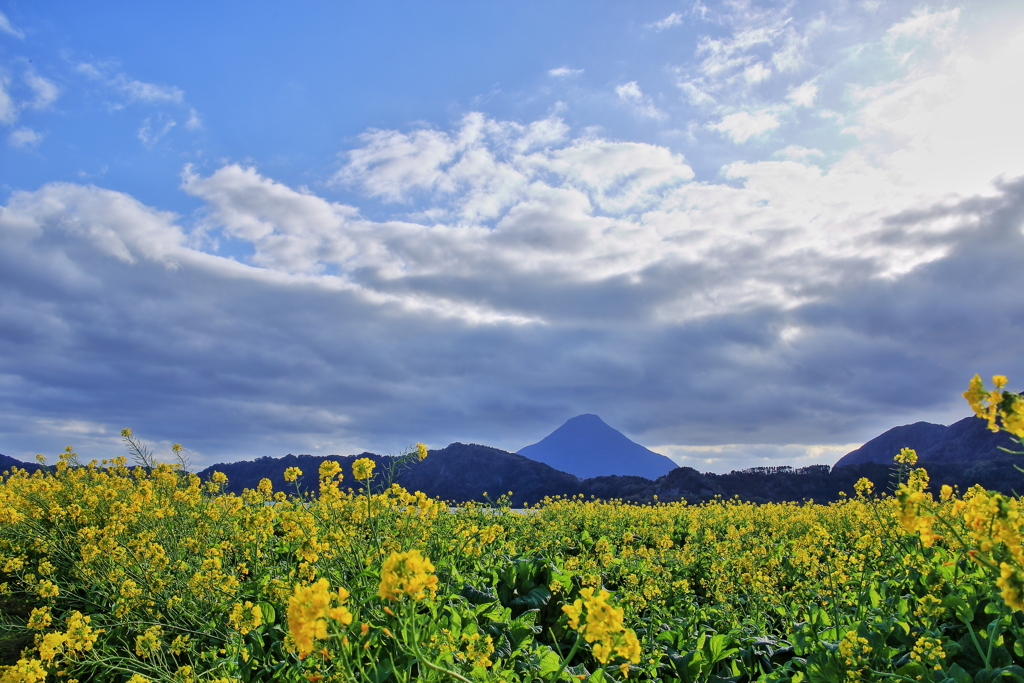 開聞岳と菜の花