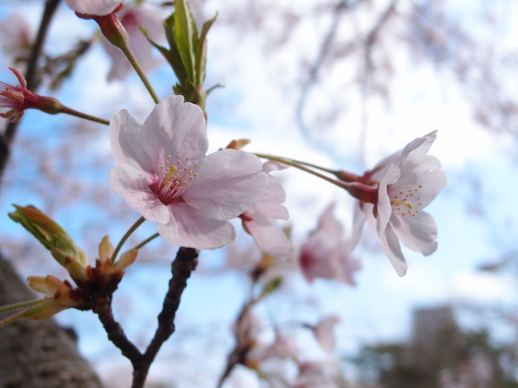 2014年の桜　3