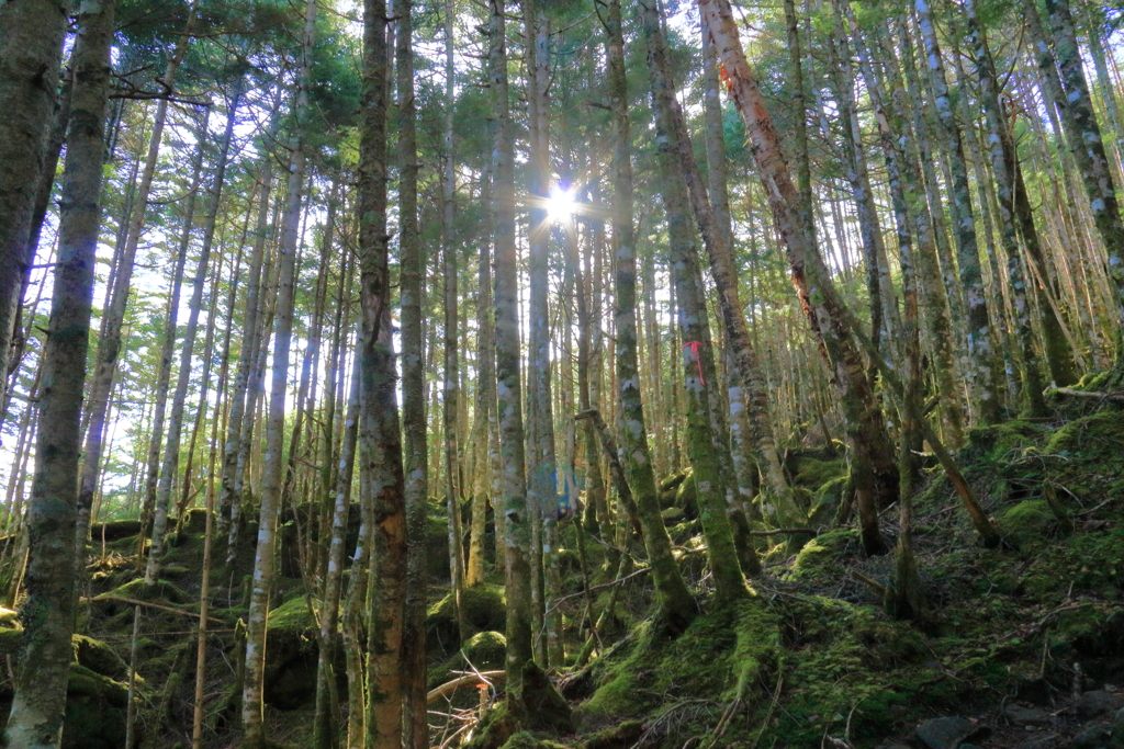 八ヶ岳の森で