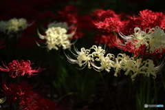 紅白の彼岸花