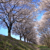 桜並木を下から眺めて