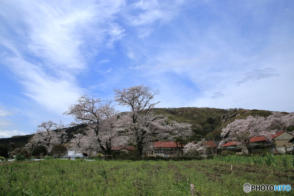 2016年の桜　1