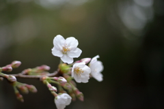今年初の桜撮影