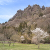 潜龍院の桜