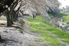 河畔の桜