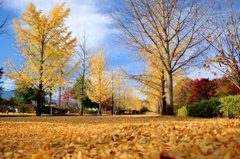 yellow carpet