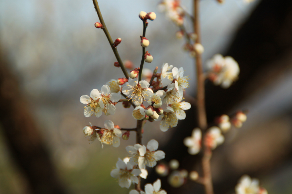 梅の花