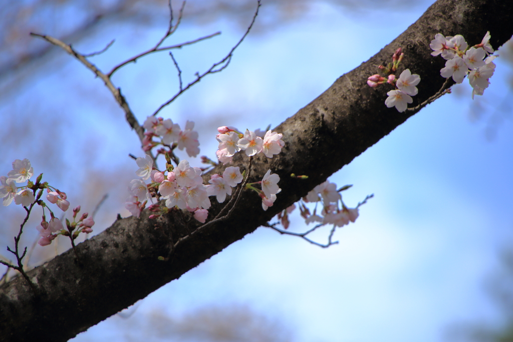 2022年最初の桜撮影
