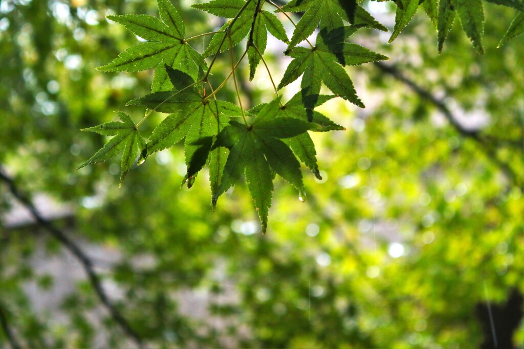 紅葉前