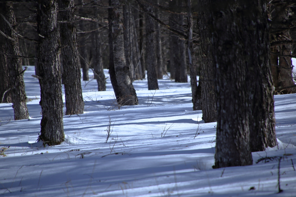 Snow forest