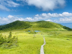 湿原の道