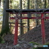 何か出てきそうな森
