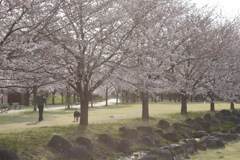 桜並木で散歩