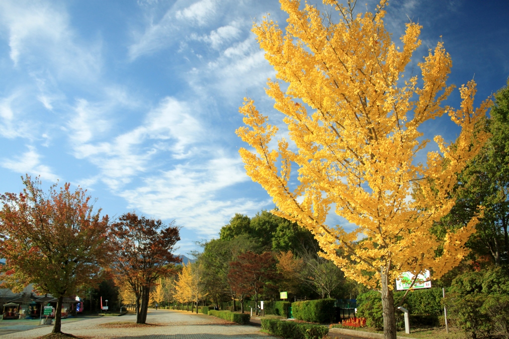 紅葉と晩秋の青空