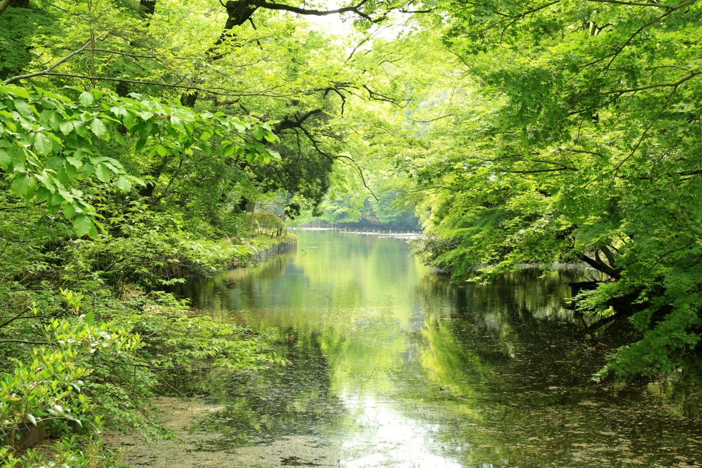 新緑の池