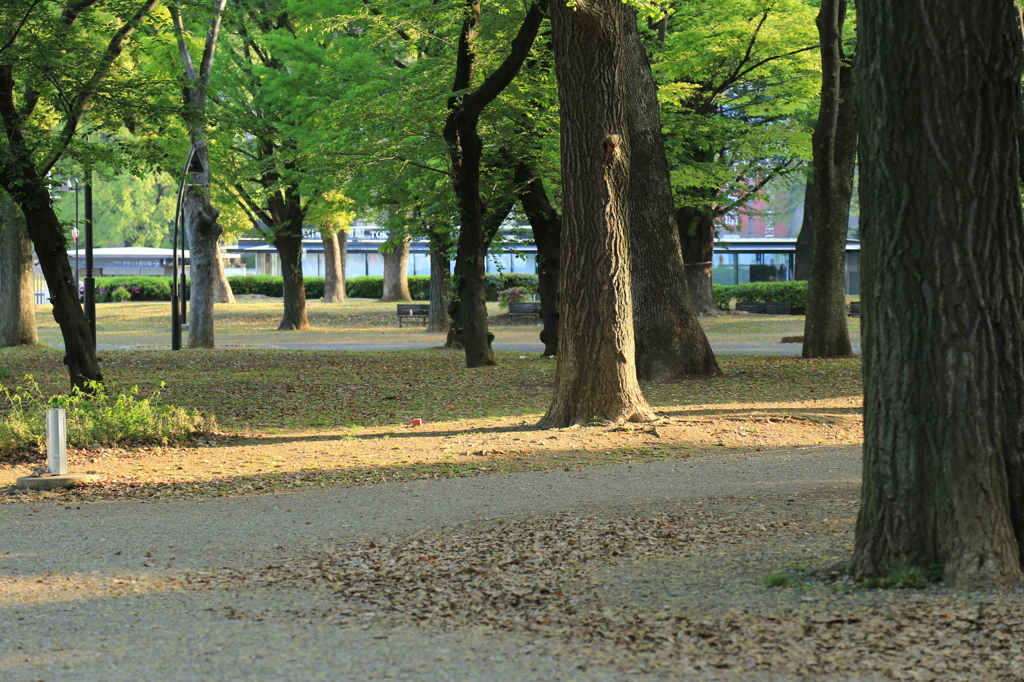 朝の公園