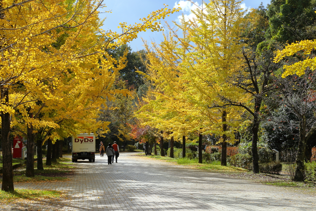 イチョウ並木を歩いて