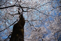 桜の傘