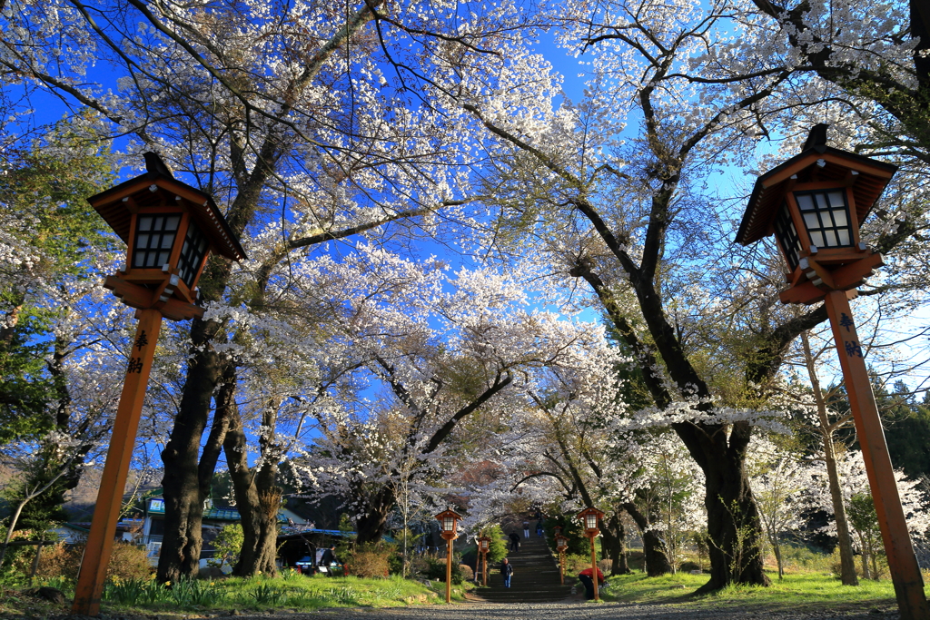 桜参道