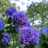 紫陽花ブルー