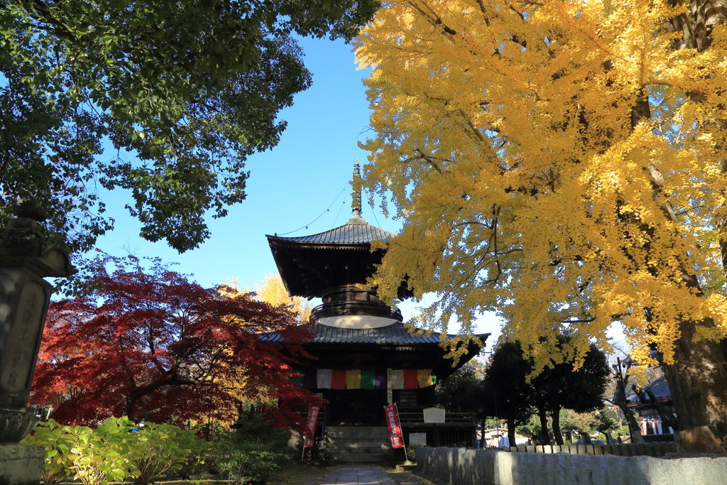 鑁阿寺の紅葉