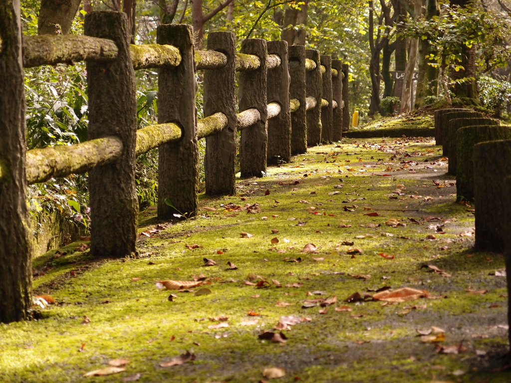 苔の小路